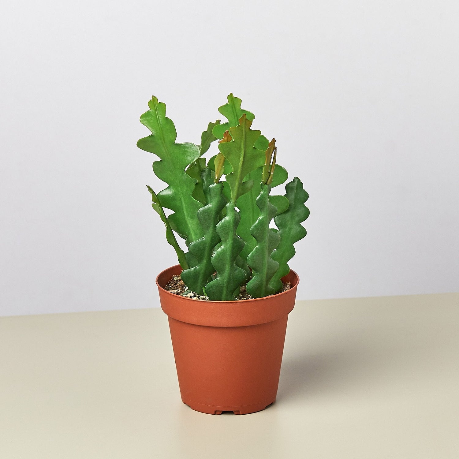 Epiphyllum 'Ric Rac' Cactus – The White Oak Collection