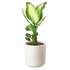 Dieffenbachia &