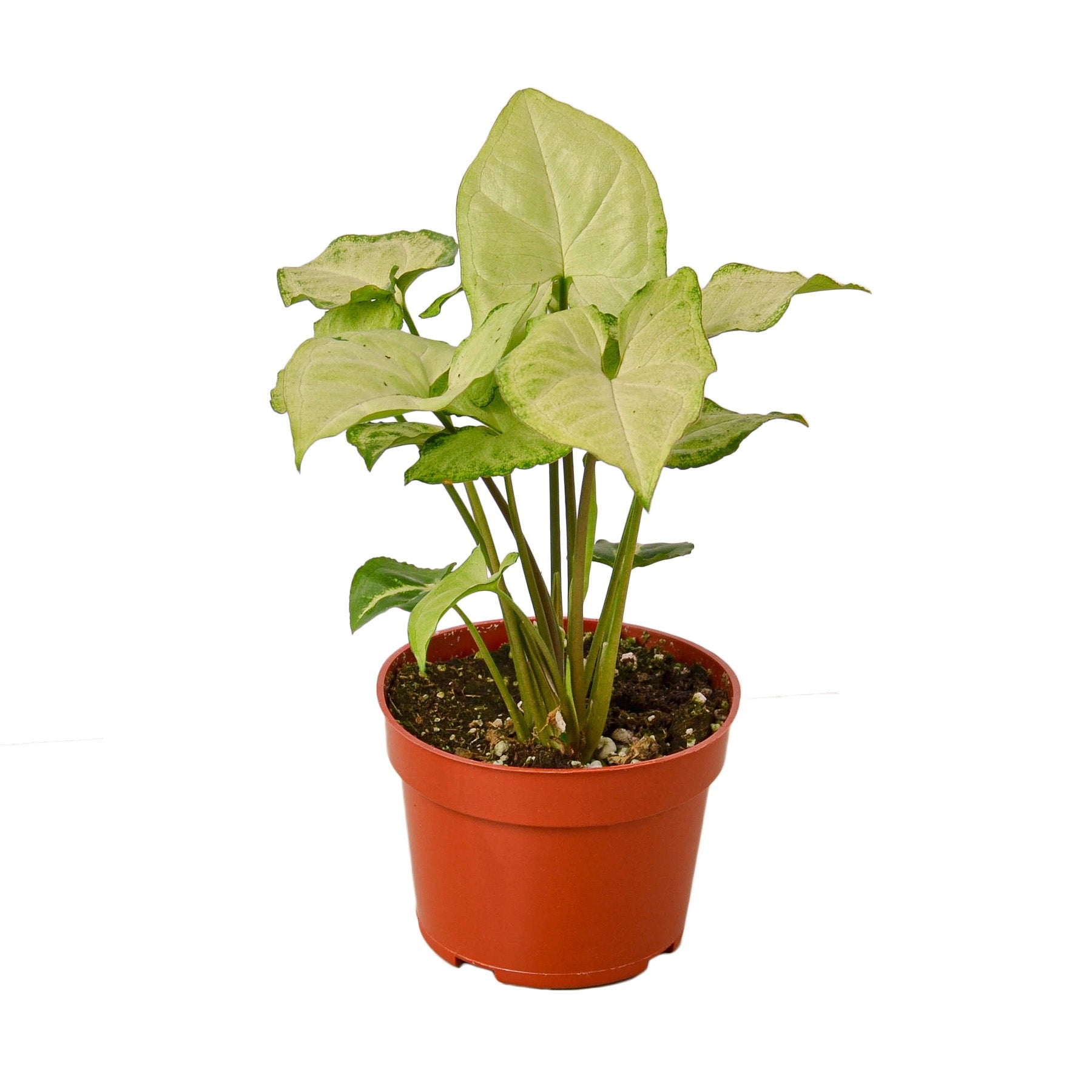 Syngonium White Butterfly - Hive Plants - 