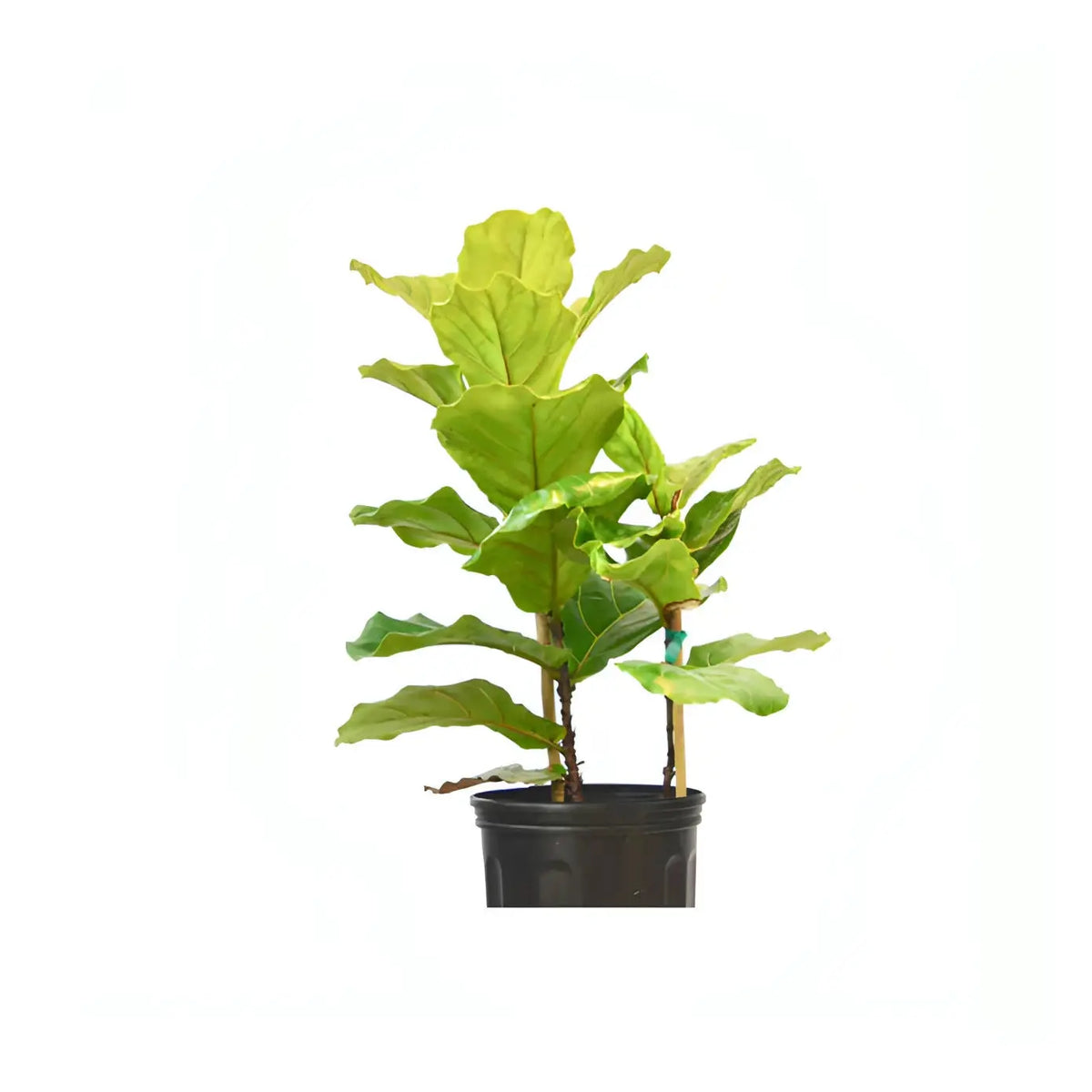 Fiddle-Leaf Fig - Hive Plants - Indoor &amp; Outdoor Plants