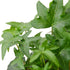 English Ivy &