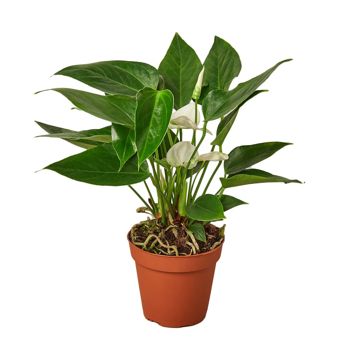 Anthurium White - Hive Plants - Indoor &amp; Outdoor Plants