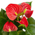 Anthurium Red - Hive Plants - Indoor & Outdoor Plants