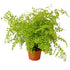 Maidenhair Fern - Hive Plants - 