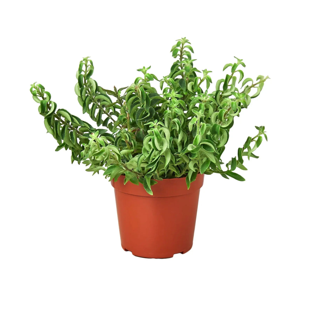 Curly Lipstick Plant - Hive Plants - 