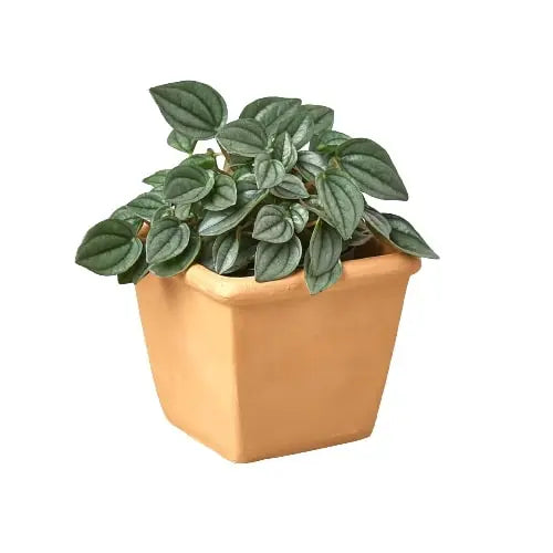Pre-Potted Subscription Box - Hive Plants - 