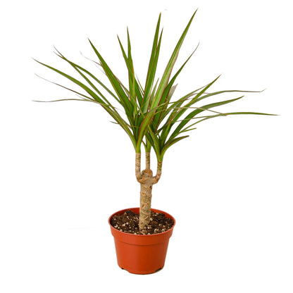 Dracaena &