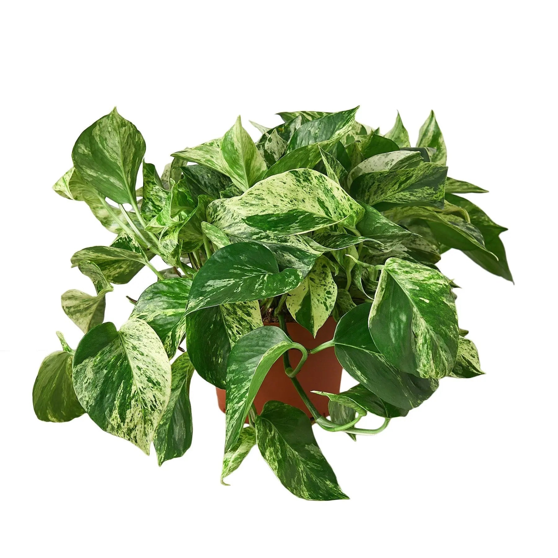 marble queen pothos large Pothos 'Marble Queen'