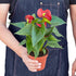 Anthurium Red - Hive Plants - Indoor & Outdoor Plants
