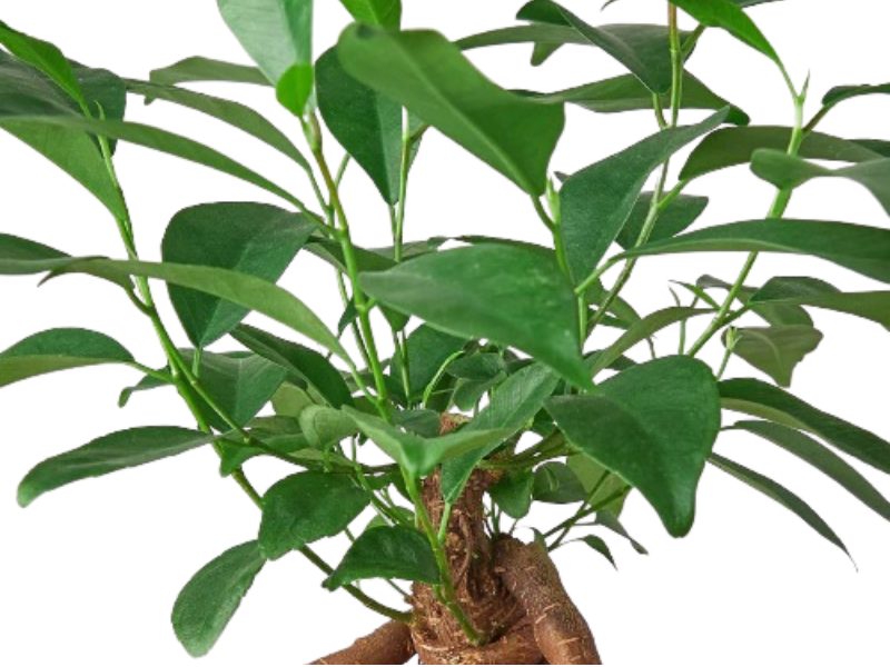 Ficus Ginseng - Hive Plants - Indoor &amp; Outdoor Plants