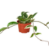 Hoya Tri-Color - Hive Plants - 
