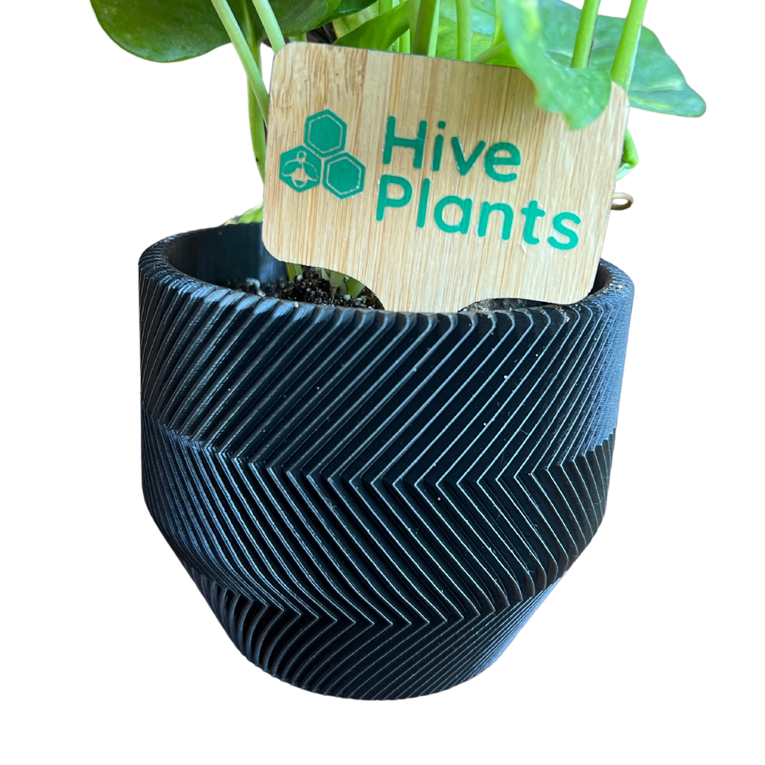 3D Printed Zig Zag Pot - Hive Plants - 