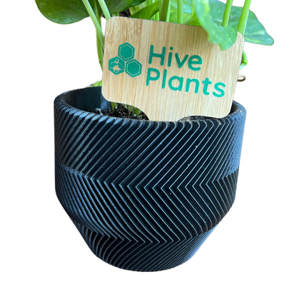 3D Printed Zig Zag Pot - Hive Plants - 