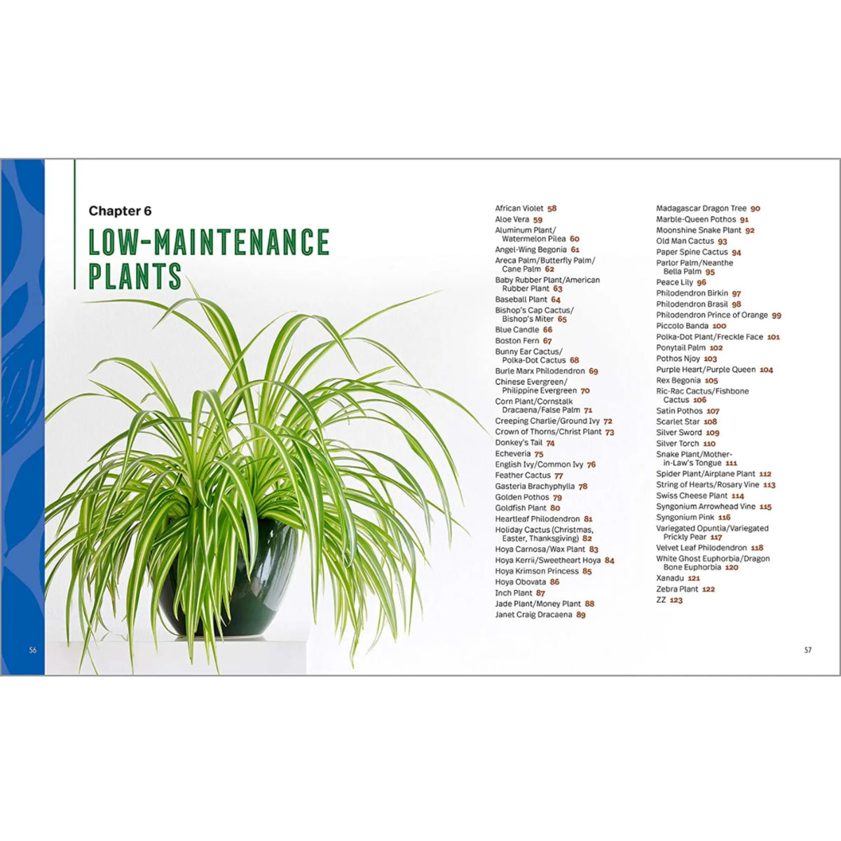 Houseplants for Beginners: A Practical Guide to Choosing, Growing, and Helping Your Plants Thrive - Hive Plants - 