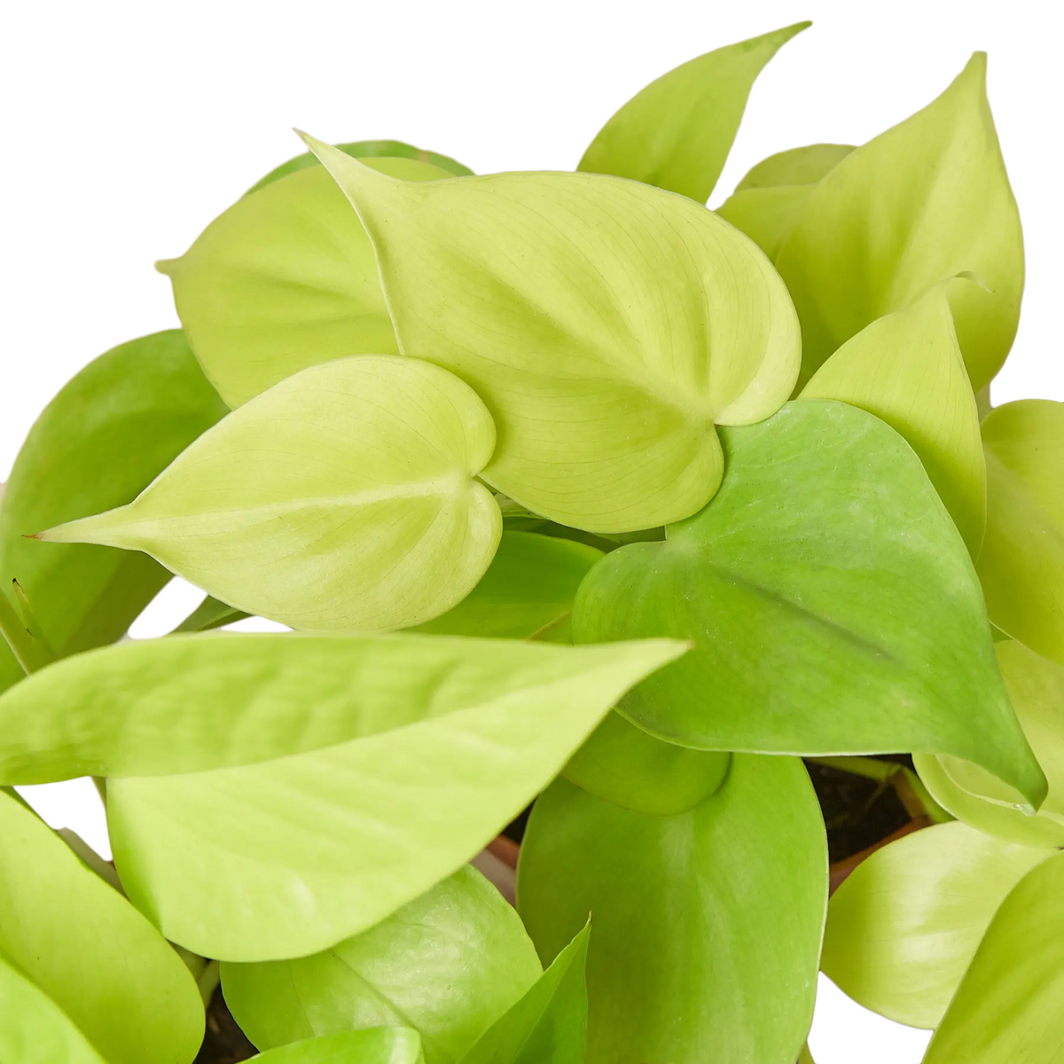 Pothos &