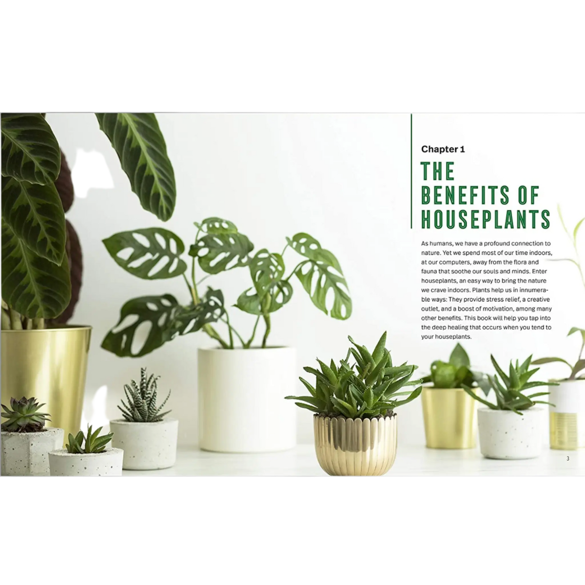 Houseplants for Beginners: A Practical Guide to Choosing, Growing, and Helping Your Plants Thrive - Hive Plants - 