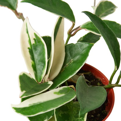 Hoya Tri-Color - Hive Plants - 