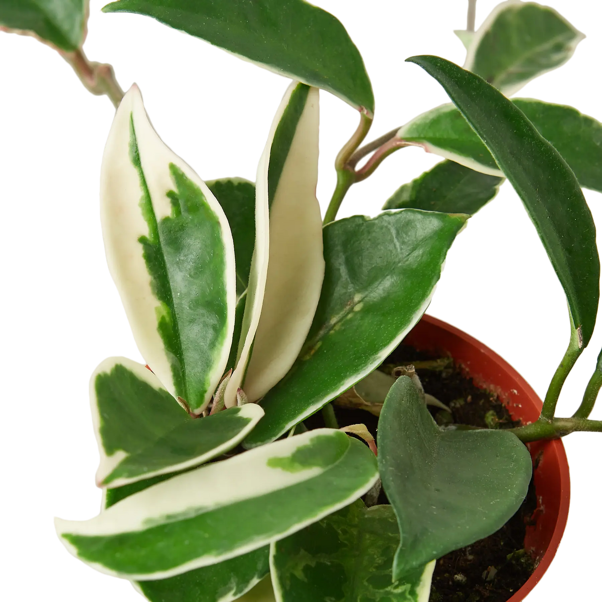 Hoya Tri-Color - Hive Plants - 