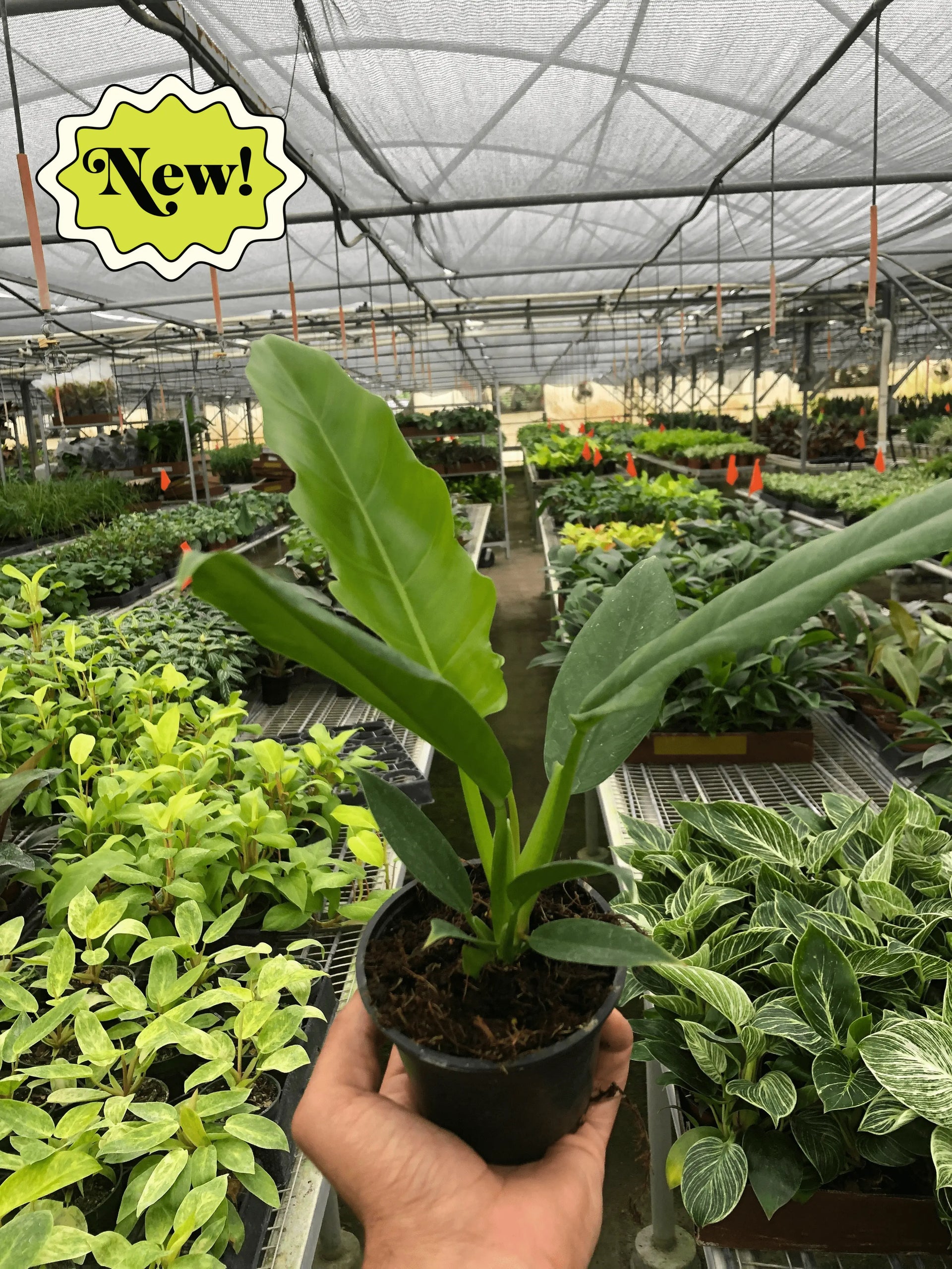 philodendron narrow escape white variegata Philodendron 'Narrow Escape' - Hive Plants – The White Oak Collection