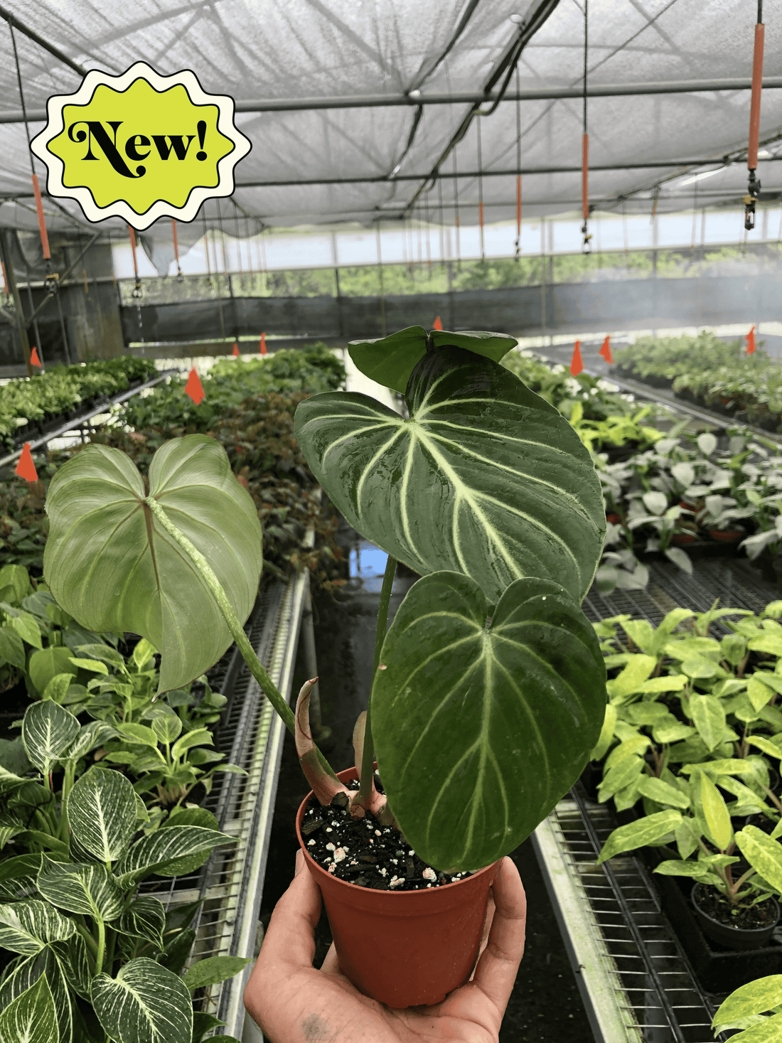 Philodendron Gloriosum &