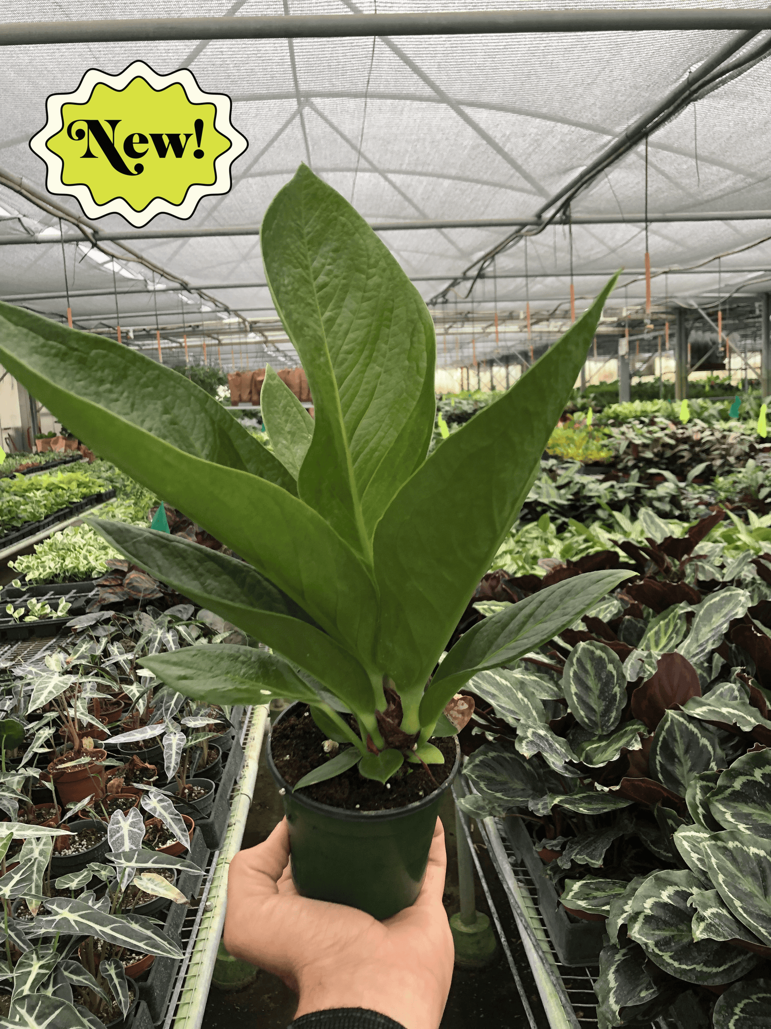 Anthurium Cobra - Hive Plants - Indoor &amp; Outdoor Plants
