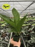 Anthurium Cobra - Hive Plants - Indoor & Outdoor Plants