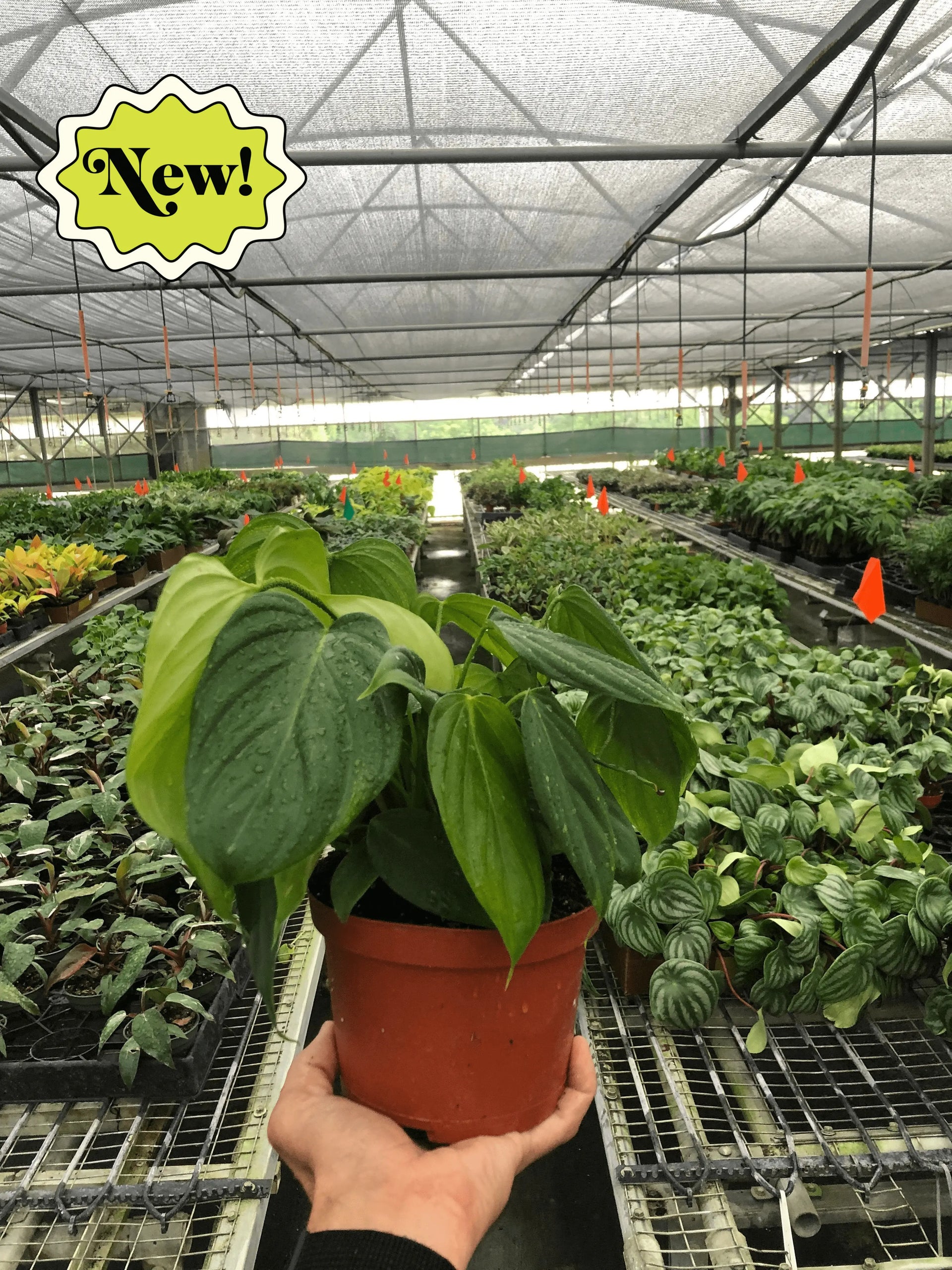 philodendron fuzzy petiole for sale Philodendron 'Fuzzy Petiole' - Hive Plants – The White Oak Collection