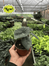 Alocasia Melo - Hive Plants - Indoor & Outdoor Plants
